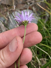 Erigeron glacialis