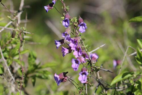 Image of Tropaeolum Austropurpureum (Tropaeolum austropurpureum) by (c) Cesar Ormazabal, some rights reserved (CC BY)