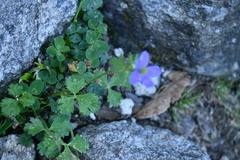 Eriocapitella rivularis