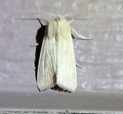 Acronicta insularis