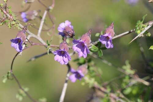 Image of Tropaeolum Austropurpureum (Tropaeolum austropurpureum) by (c) Cesar Ormazabal, some rights reserved (CC BY)