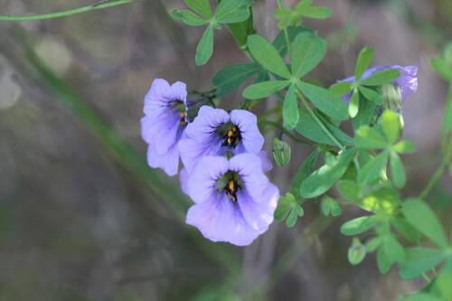 Tropaeolum austropurpureum (Tropaeolum austropurpureum)