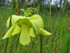 Sarracenia minor