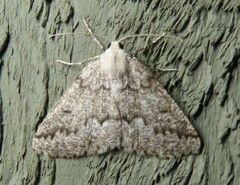 Sabulodes packardata