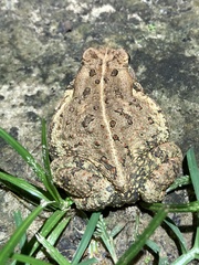 Anaxyrus fowleri