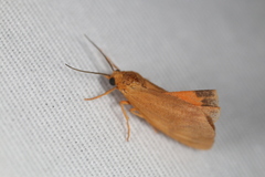 Virbia aurantiaca