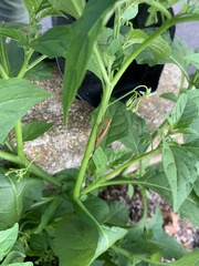 Solanum emulans