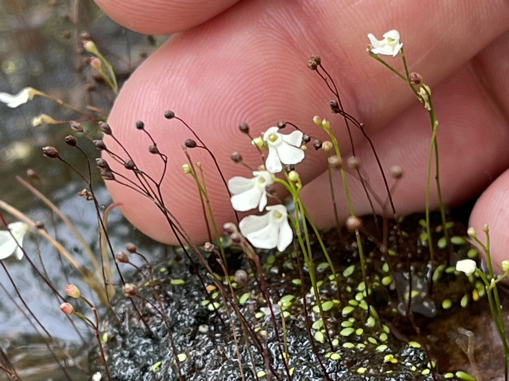 Utricularia oliveriana Steyerm.