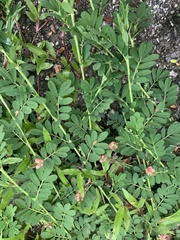 Indigofera hendecaphylla