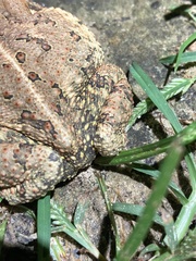 Anaxyrus fowleri