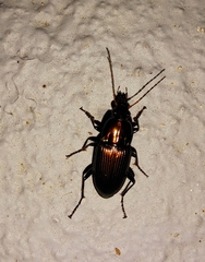 Poecilus chalcites