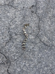 Lampropeltis californiae