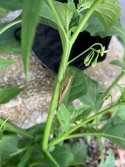 Solanum emulans