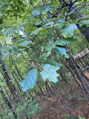 Quercus falcata