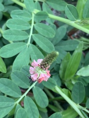 Indigofera hendecaphylla