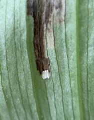 Parallelomma vittatum