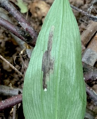 Parallelomma vittatum