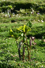 Arisaema