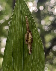 Parallelomma vittatum