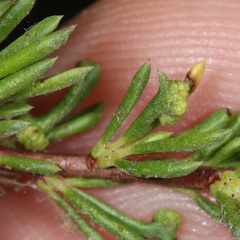 Eriophyes adenostomae