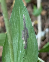 Parallelomma vittatum