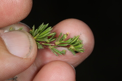 Eriophyes adenostomae