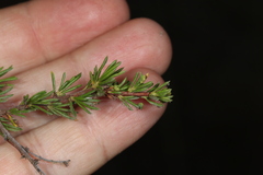 Eriophyes adenostomae
