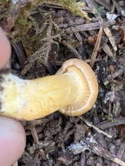 Cantharellus