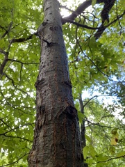 Quercus phellos