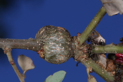 Andricus chrysolepidicola