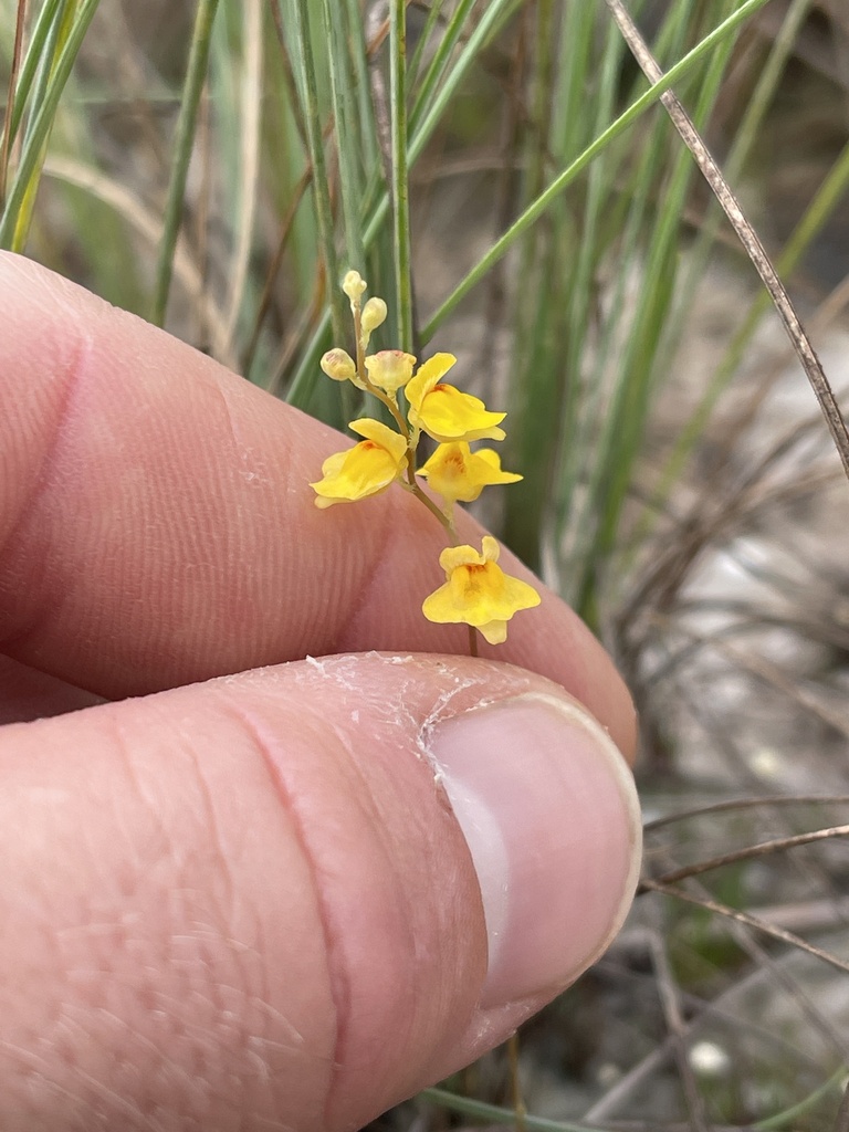 Utricularia fimbriata Kunth 2
