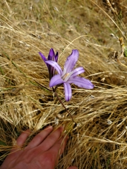 Brodiaea coronaria