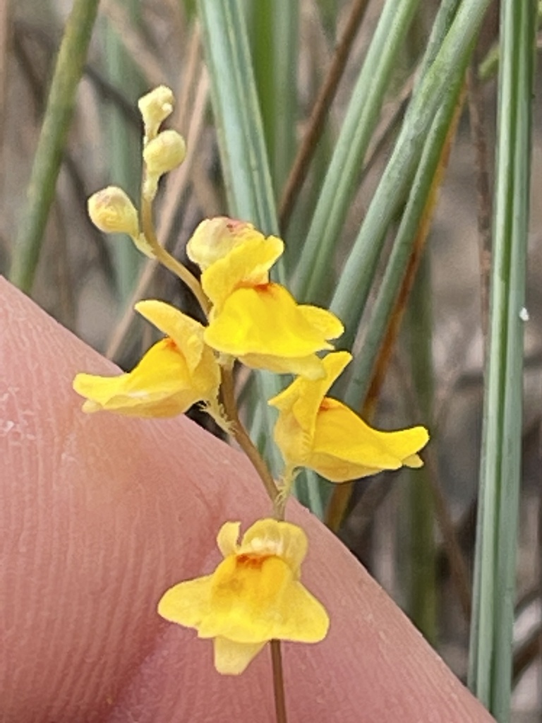 Utricularia fimbriata Kunth 3