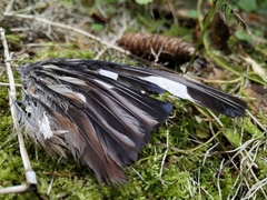 Coccothraustes coccothraustes