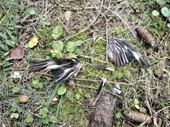 Coccothraustes coccothraustes