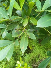 Pseudopanax lessonii