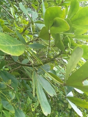 Pseudopanax lessonii