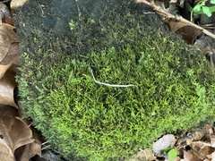 Pseudanomodon attenuatus