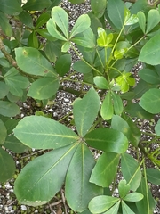 Pseudopanax lessonii