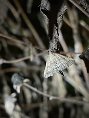 Bleptina caradrinalis