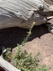 Artemisia ludoviciana