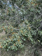 Auranticarpa rhombifolia