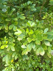 Pseudopanax lessonii