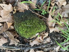 Pseudanomodon attenuatus