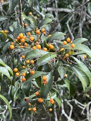 Auranticarpa rhombifolia