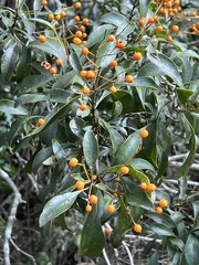 Auranticarpa rhombifolia