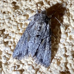 Lacinipolia