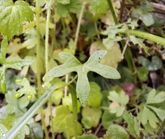 Bowlesia uncinata