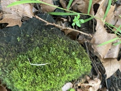 Pseudanomodon attenuatus