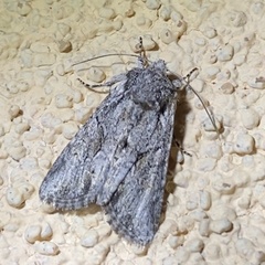 Lacinipolia